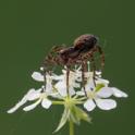 Pardosa sp (a Wolf Spider).jpg